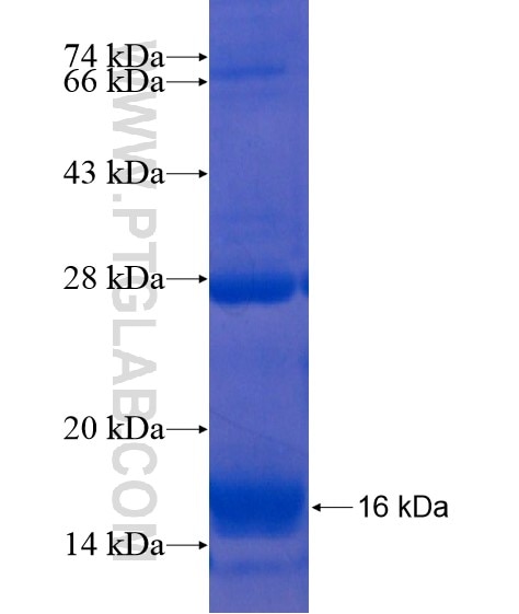 C18orf45 fusion protein Ag21686 SDS-PAGE