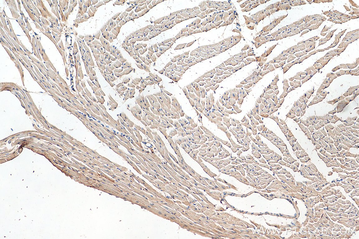 Immunohistochemistry (IHC) staining of mouse heart tissue using Tim21 Polyclonal antibody (16641-1-AP)