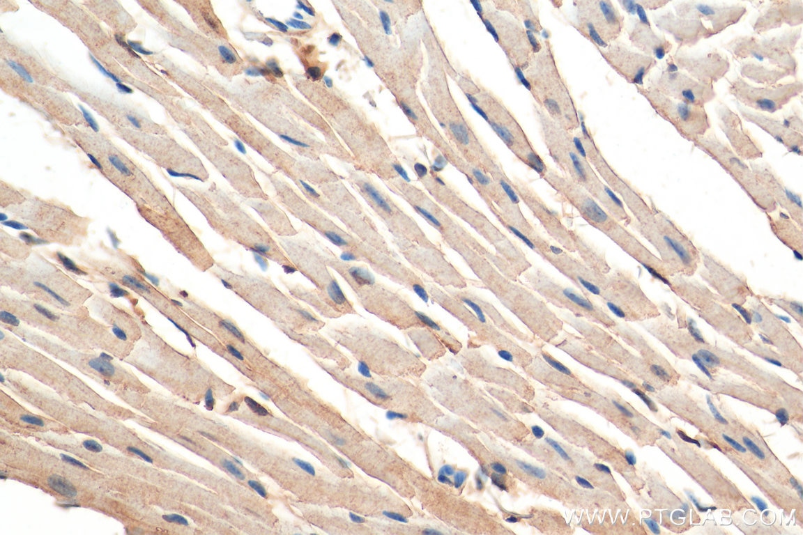 Immunohistochemistry (IHC) staining of mouse heart tissue using Tim21 Polyclonal antibody (16641-1-AP)
