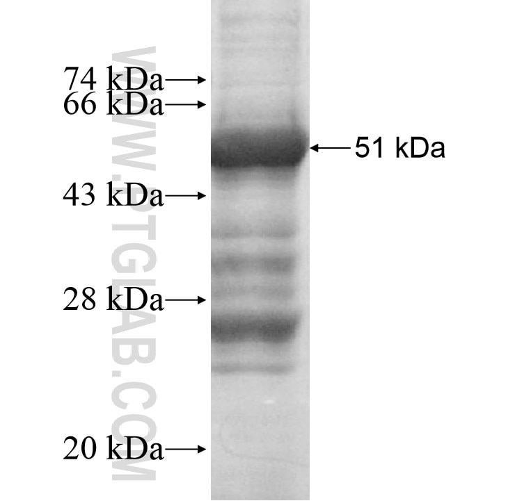 C18orf55 fusion protein Ag10002 SDS-PAGE