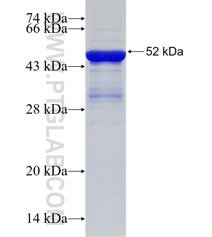 C18orf8 fusion protein Ag33184 SDS-PAGE C18orf8 fusion protein Ag33184 SDS-PAGE