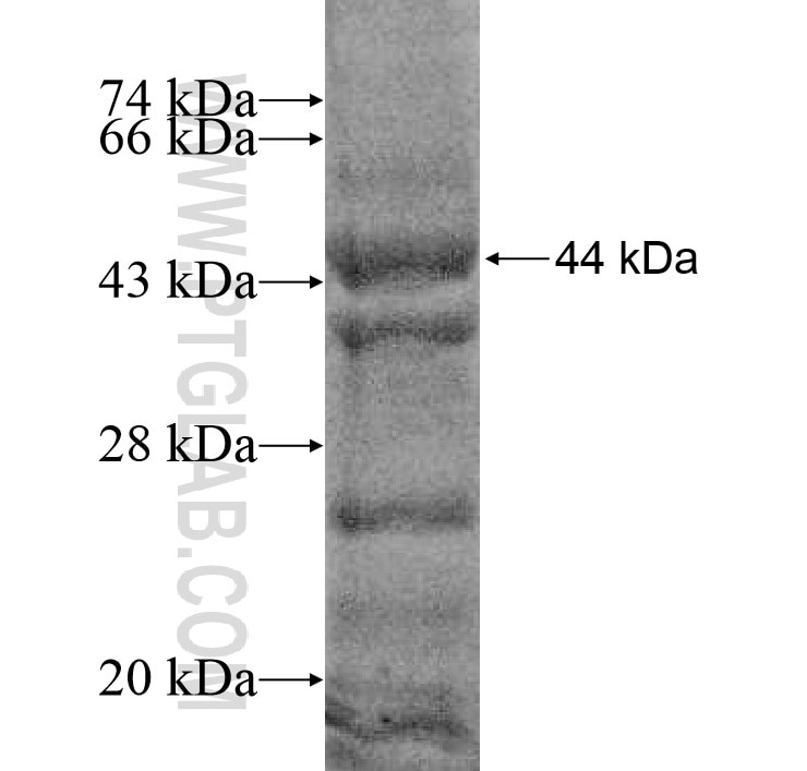 C18orf8 fusion protein Ag14075 SDS-PAGE