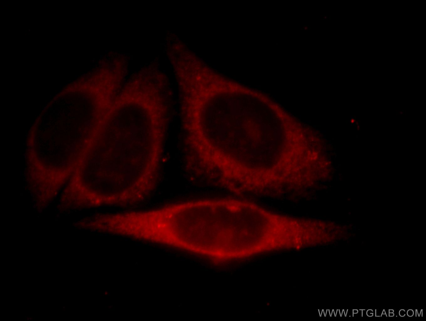 Immunofluorescence (IF) / fluorescent staining of HepG2 cells using MYDGF/C19orf10 Polyclonal antibody (11353-1-AP)