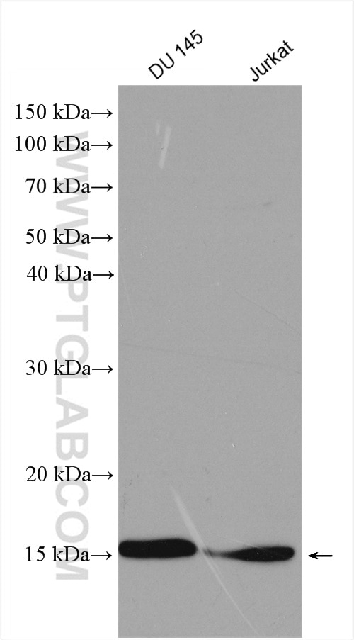Western Blot (WB) analysis of various lysates using MYDGF/C19orf10 Polyclonal antibody (11353-1-AP)