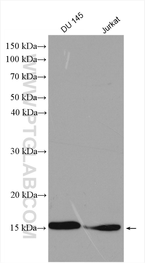 WB analysis using 11353-1-AP