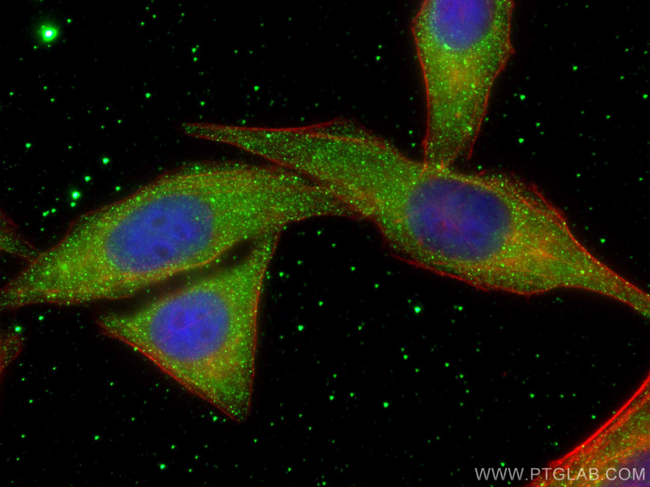 Immunofluorescence (IF) / fluorescent staining of HepG2 cells using MYDGF/C19orf10 Monoclonal antibody (68131-1-Ig)