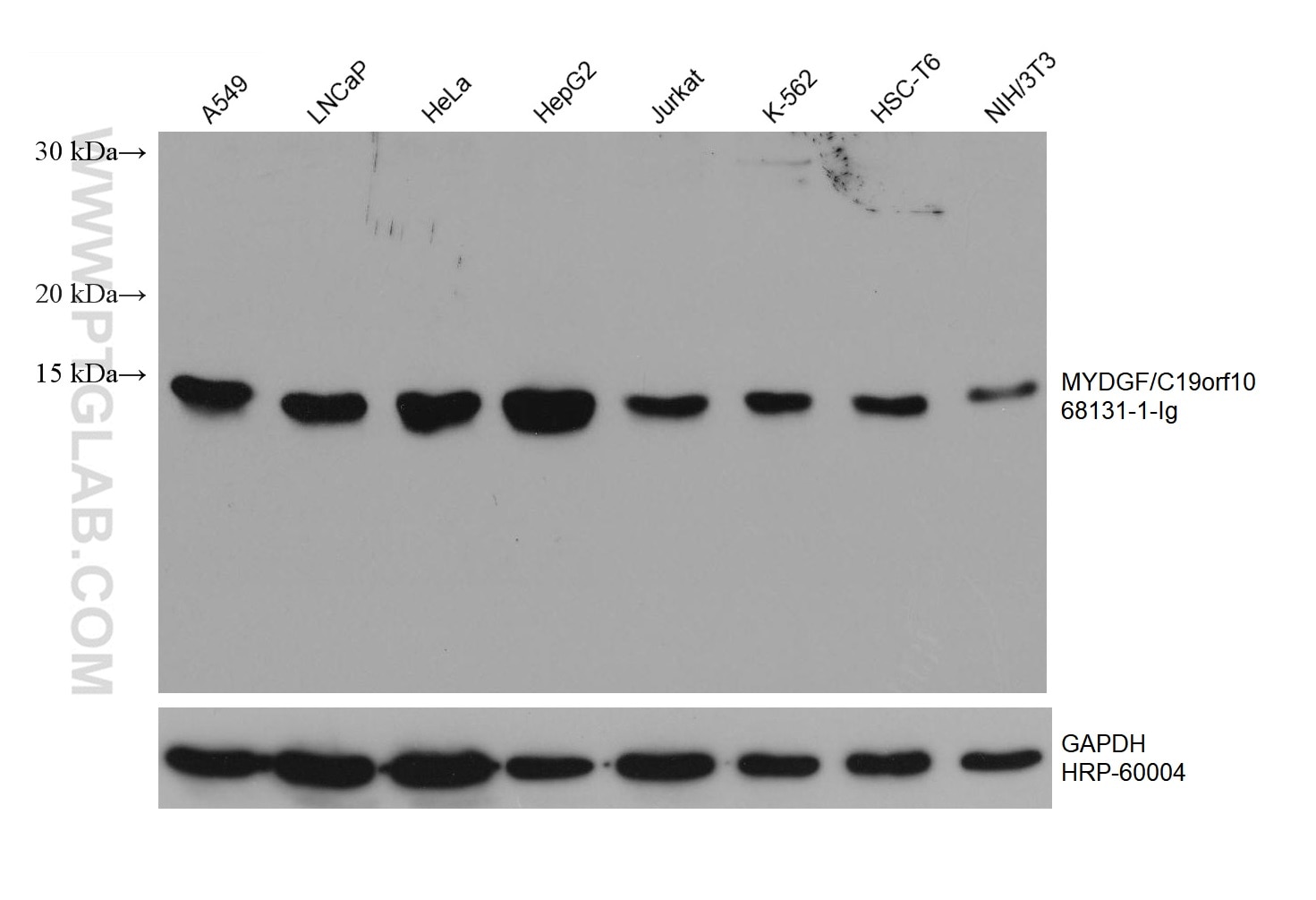 Western Blot (WB) analysis of various lysates using MYDGF/C19orf10 Monoclonal antibody (68131-1-Ig)