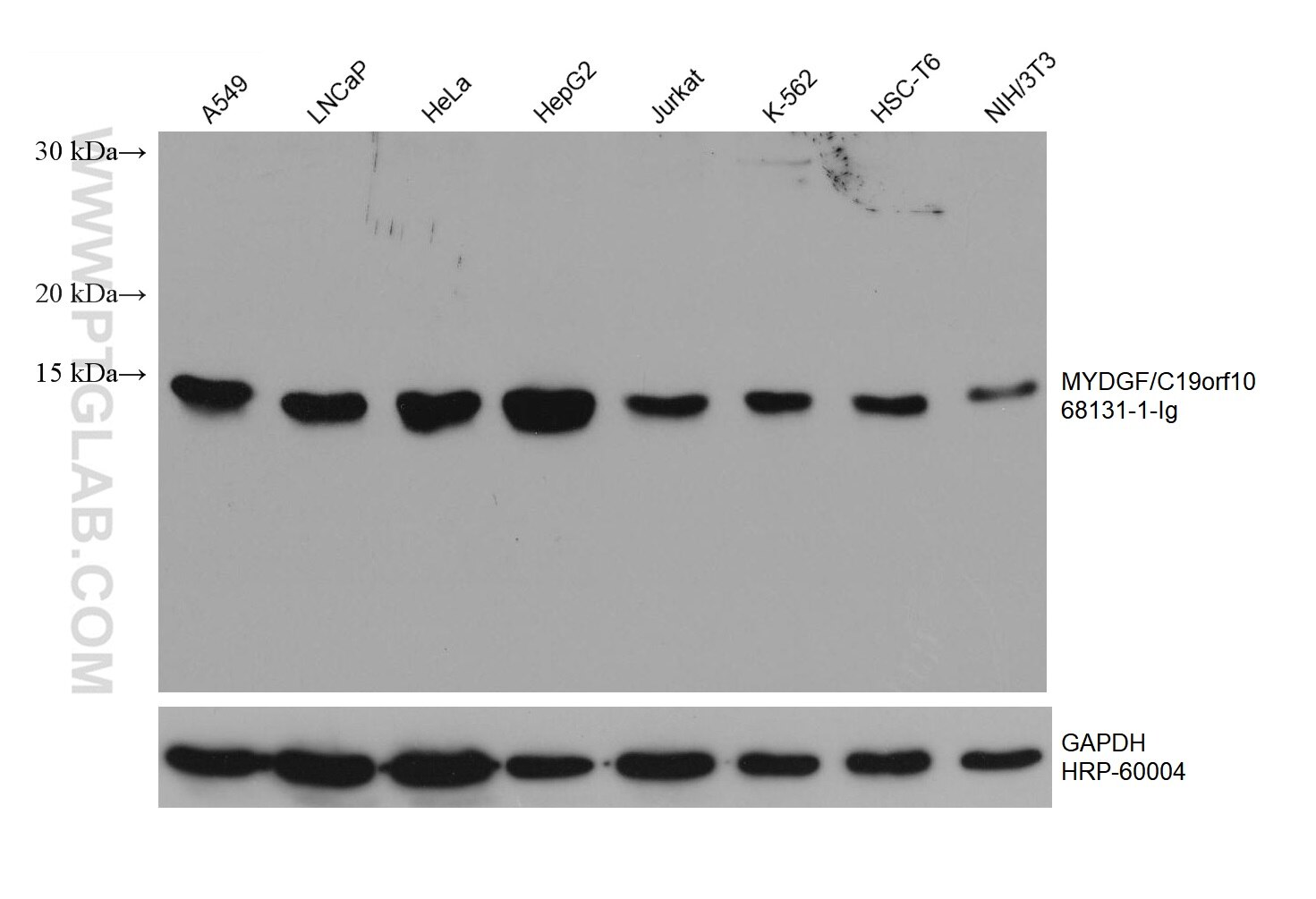 WB analysis using 68131-1-Ig