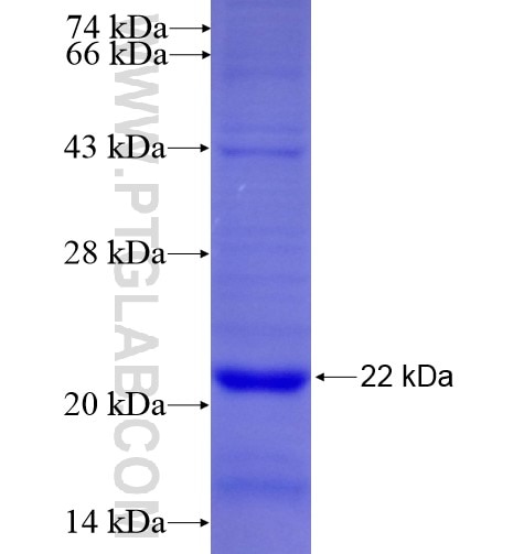 C19orf10 fusion protein Ag13438 SDS-PAGE