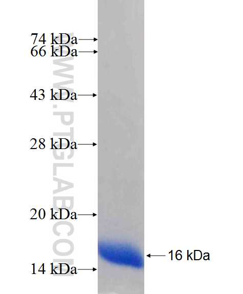 C19orf12 fusion protein Ag26555 SDS-PAGE