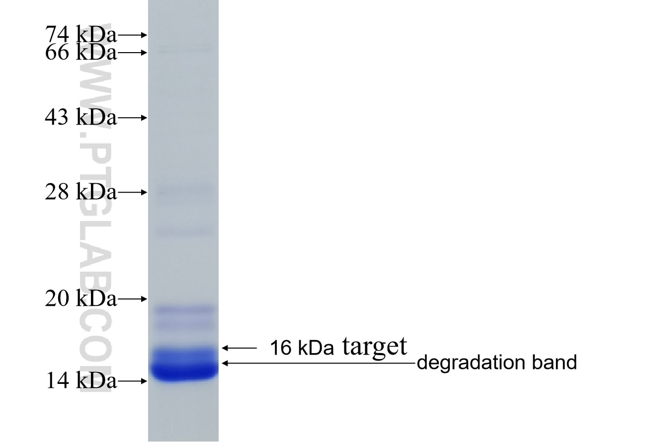 C19orf12 fusion protein Ag26555 SDS-PAGE