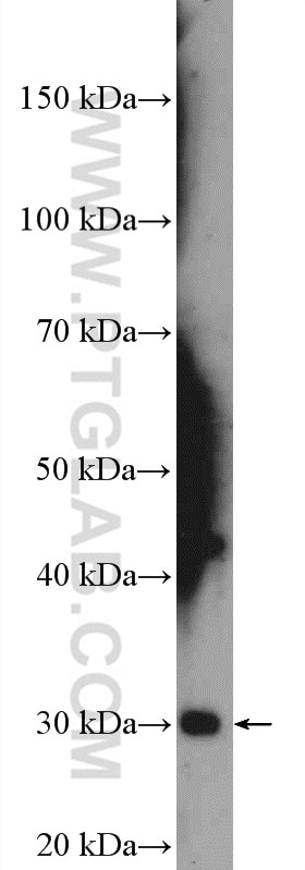 Western Blot (WB) analysis of mouse heart tissue using C19orf20 Polyclonal antibody (26113-1-AP)