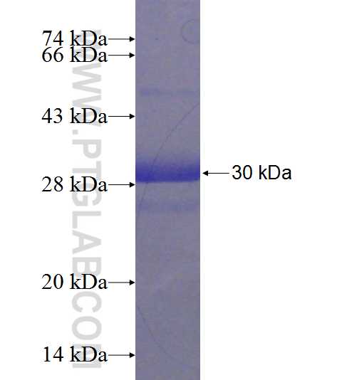 C19orf20 fusion protein Ag23546 SDS-PAGE