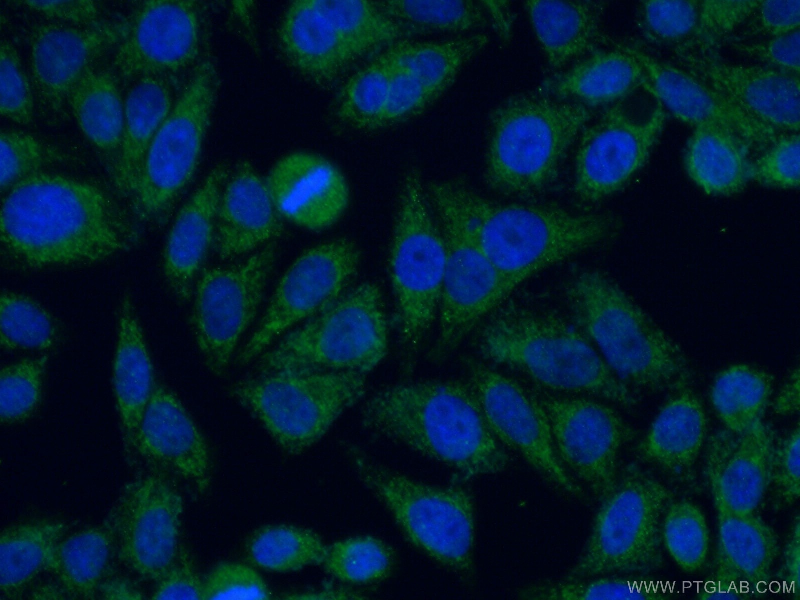Immunofluorescence (IF) / fluorescent staining of HepG2 cells using C19orf21 Polyclonal antibody (26338-1-AP)