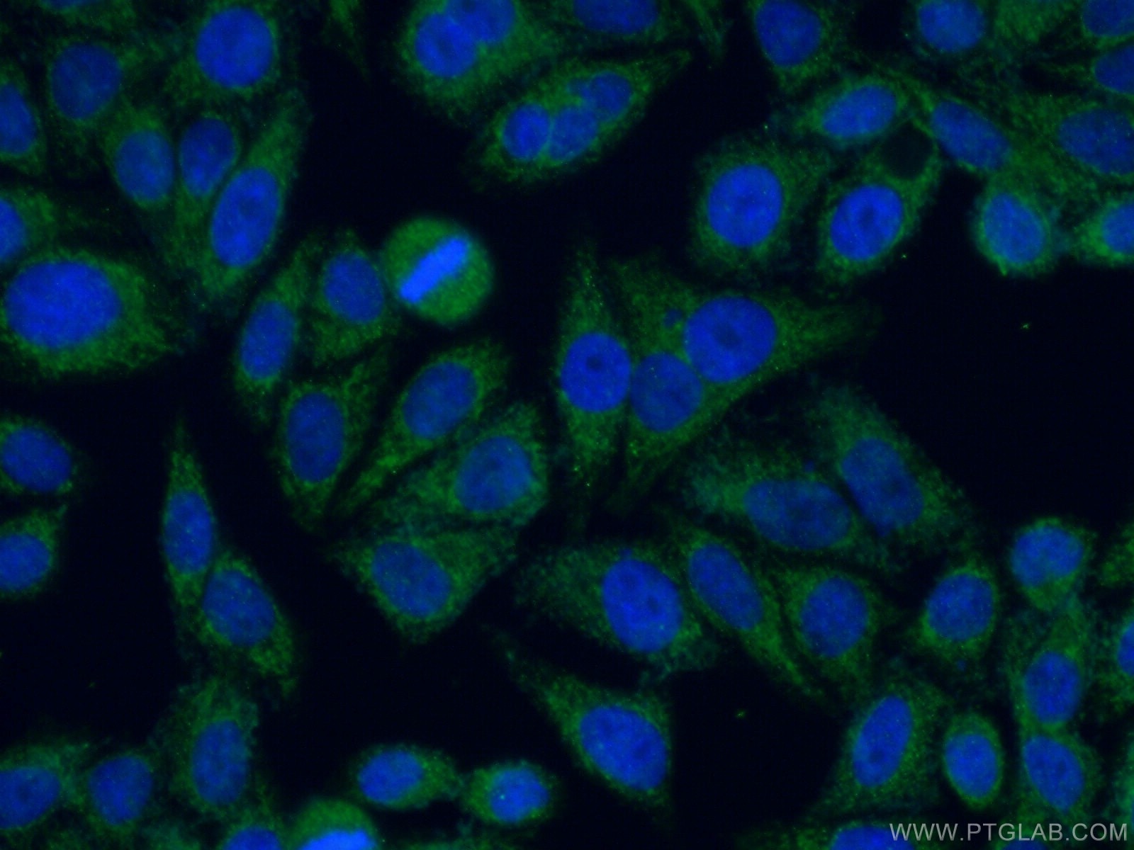 IF Staining of HepG2 using 26338-1-AP