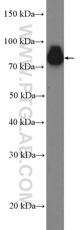 Western Blot (WB) analysis of MCF-7 cells using C19orf21 Polyclonal antibody (26338-1-AP)