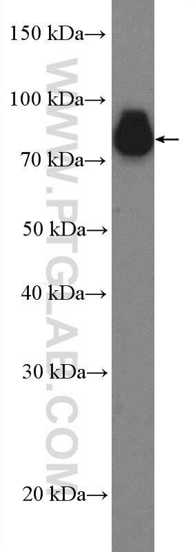 Western Blot (WB) analysis of MCF-7 cells using C19orf21 Polyclonal antibody (26338-1-AP)