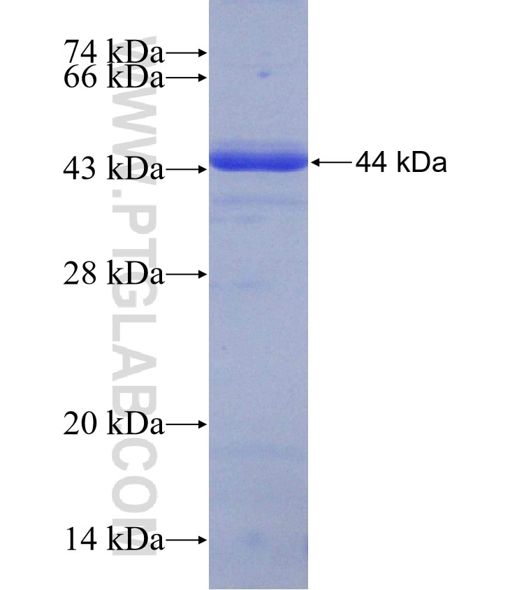 C19orf21 fusion protein Ag23712 SDS-PAGE