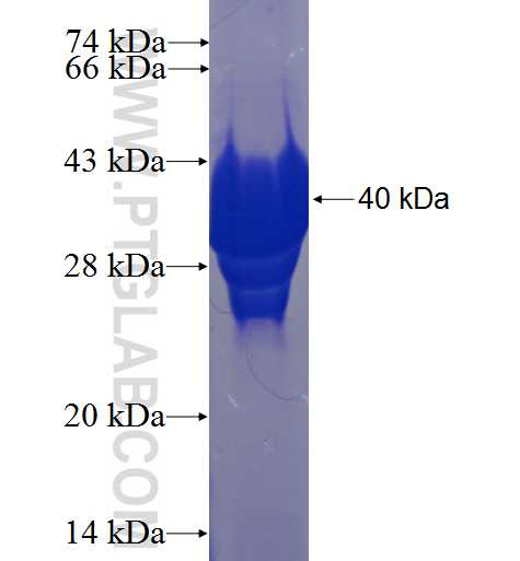 C19orf24 fusion protein Ag10003 SDS-PAGE