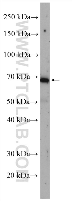 WB analysis of U2OS using 28011-1-AP