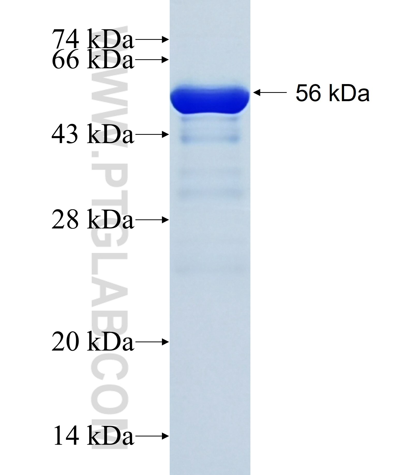 C19orf26 fusion protein Ag27725 SDS-PAGE