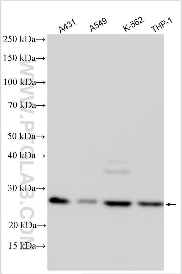 Western Blot (WB) analysis of various lysates using C19orf40 Polyclonal antibody (26431-1-AP)
