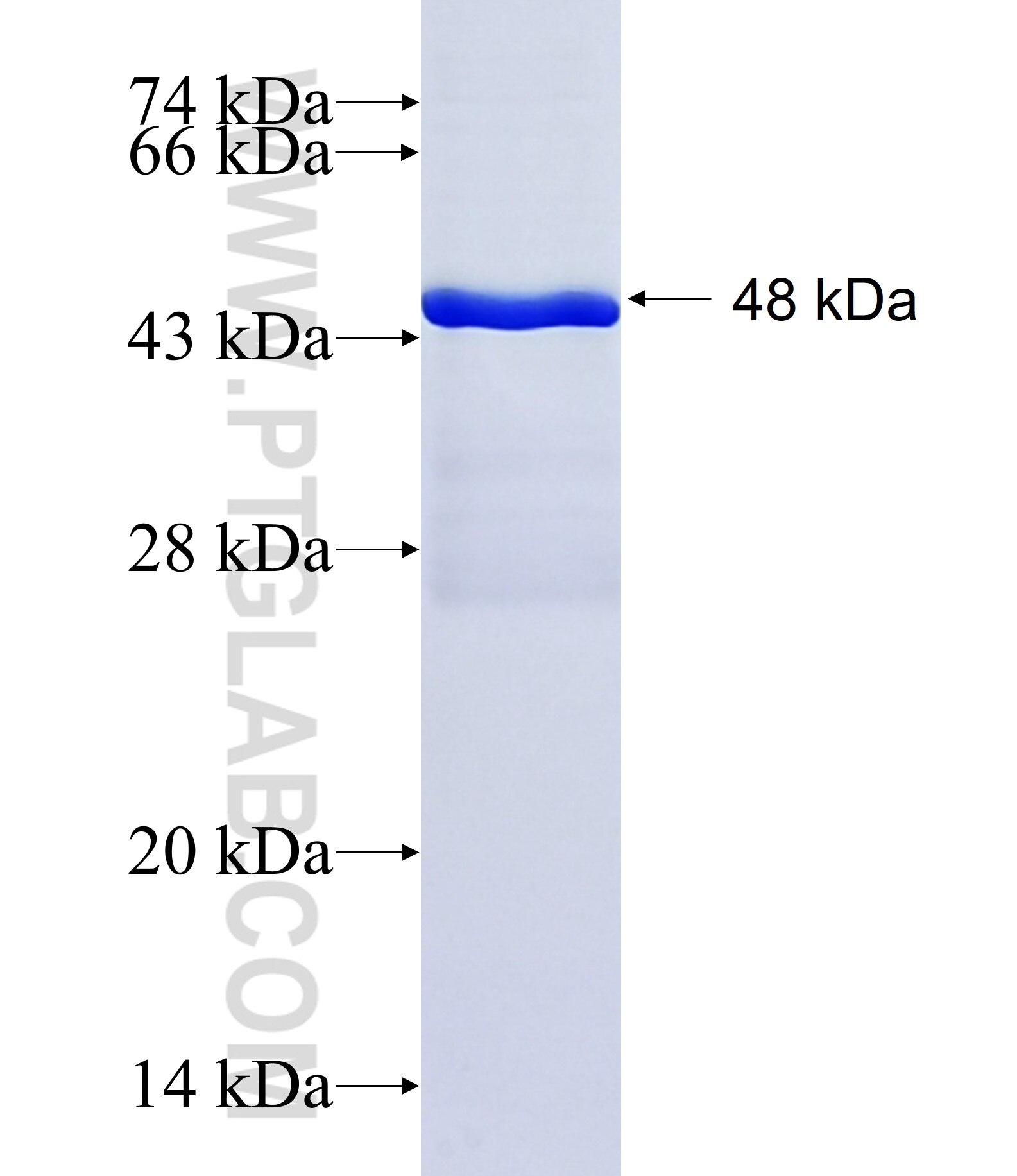 C19orf41 fusion protein Ag23676 SDS-PAGE