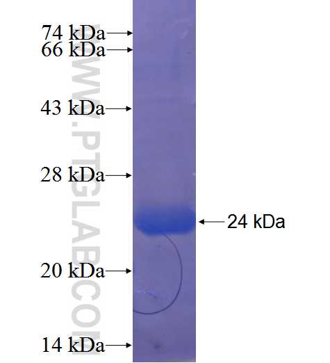 C19orf41 fusion protein Ag23765 SDS-PAGE