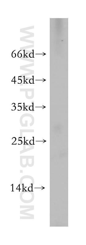 Western Blot (WB) analysis of HEK-293 cells using C19orf43 Polyclonal antibody (19420-1-AP)