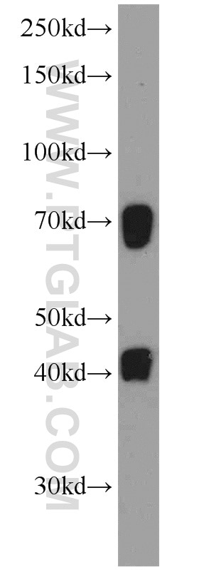 Western Blot (WB) analysis of L02 cells using C19orf44 Polyclonal antibody (21503-1-AP)
