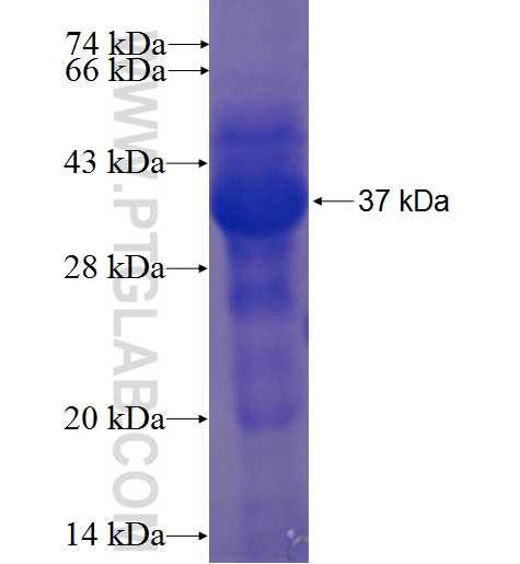 C19orf46 fusion protein Ag24107 SDS-PAGE