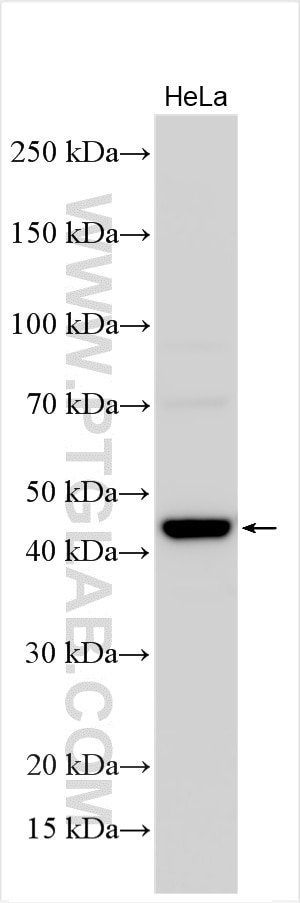 HeLa cells were subjected to SDS PAGE followed by western blot with 32841-1-AP (C19orf47 antibody) at dilution of 1:4000 incubated at room temperature for 1.5 hours. Western Blot (WB) analysis of various lysates using C19orf47 Polyclonal antibody (32841-1-AP)