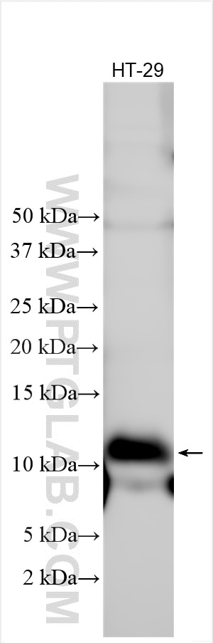 Various lysates were subjected to SDS PAGE followed by western blot with 30481-1-AP (C19orf48 antibody) at dilution of 1:600 incubated at room temperature for 1.5 hours. Western Blot (WB) analysis of various lysates using C19orf48 Polyclonal antibody (30481-1-AP)