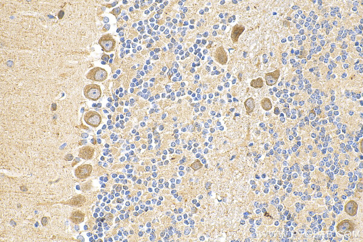 Immunohistochemistry (IHC) staining of mouse cerebellum tissue using C19orf50 Polyclonal antibody (20492-1-AP)