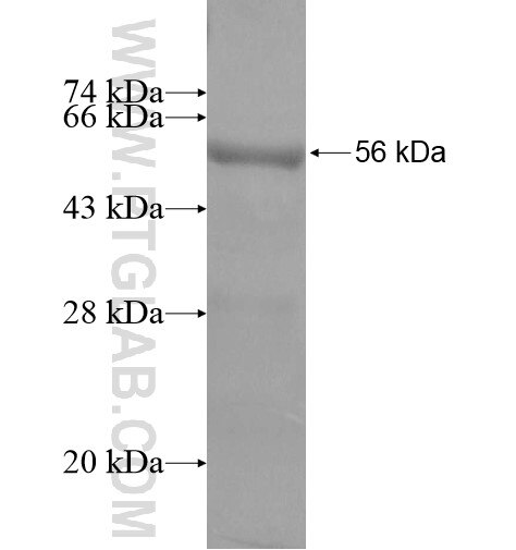 C19orf50 fusion protein Ag13743 SDS-PAGE