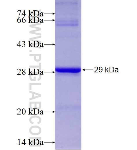 C19orf50 fusion protein Ag13814 SDS-PAGE