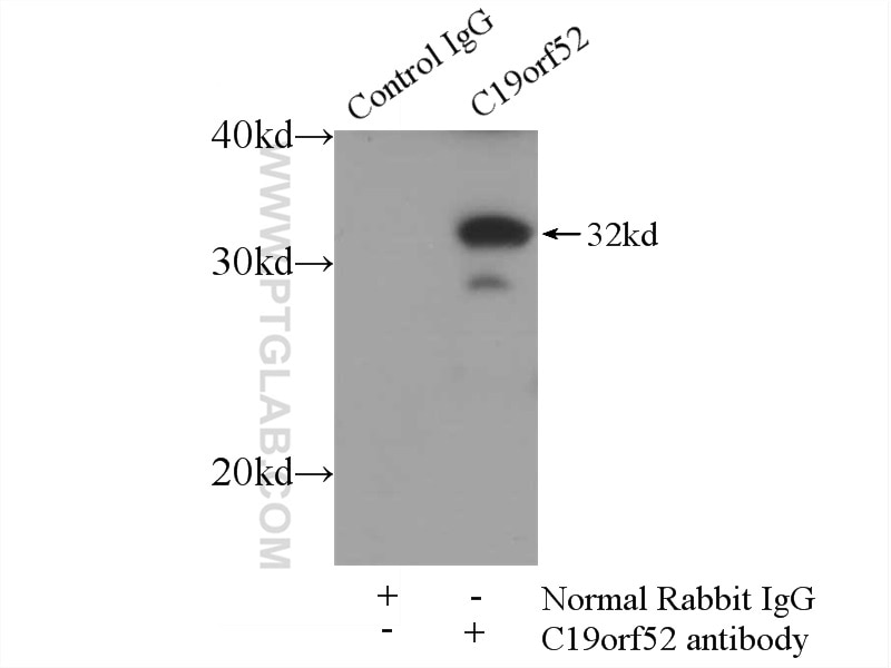 Immunoprecipitation (IP) experiment of mouse skeletal muscle tissue using C19orf52 Polyclonal antibody (25652-1-AP)