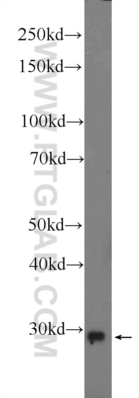 Western Blot (WB) analysis of mouse skeletal muscle tissue using C19orf52 Polyclonal antibody (25652-1-AP)