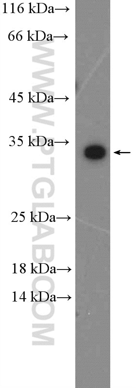 Western Blot (WB) analysis of A549 cells using C19orf54 Polyclonal antibody (26299-1-AP)