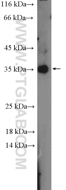 Western Blot (WB) analysis of L02 cells using C19orf54 Polyclonal antibody (26299-1-AP)