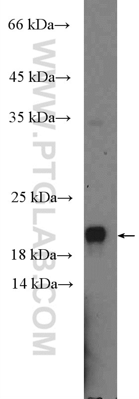 Western Blot (WB) analysis of HepG2 cells using C19orf54 Polyclonal antibody (26299-1-AP)