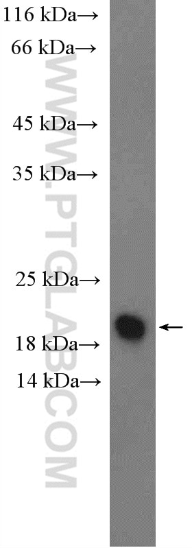 Western Blot (WB) analysis of HEK-293 cells using C19orf54 Polyclonal antibody (26299-1-AP)