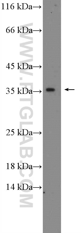 Western Blot (WB) analysis of L02 cells using C19orf54 Polyclonal antibody (26299-1-AP)