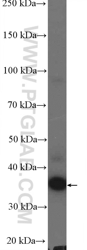 Western Blot (WB) analysis of HepG2 cells using C19orf54 Polyclonal antibody (26299-1-AP)