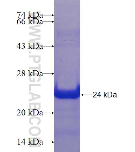 C19orf54 fusion protein Ag23652 SDS-PAGE