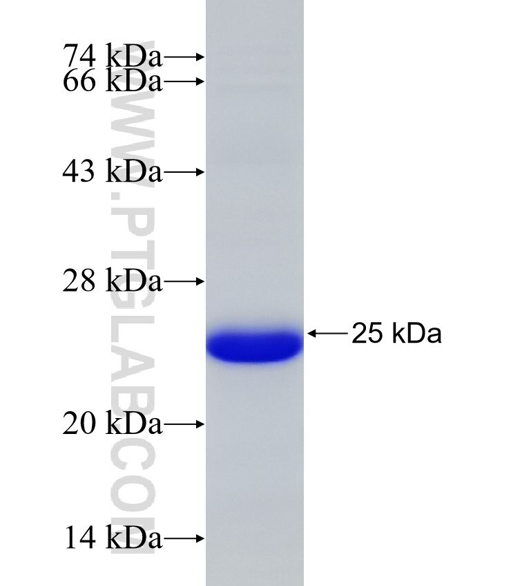 C19orf55 fusion protein Ag32474 SDS-PAGE C19orf55 fusion protein Ag32474 SDS-PAGE
