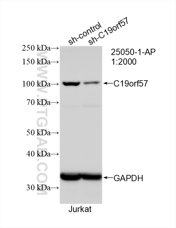 Western Blot (WB) analysis of Jurkat cells using C19orf57 Polyclonal antibody (25050-1-AP)