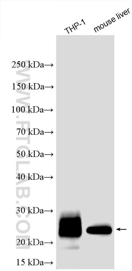 Western Blot (WB) analysis of various lysates using MCEMP1 Polyclonal antibody (25700-1-AP)