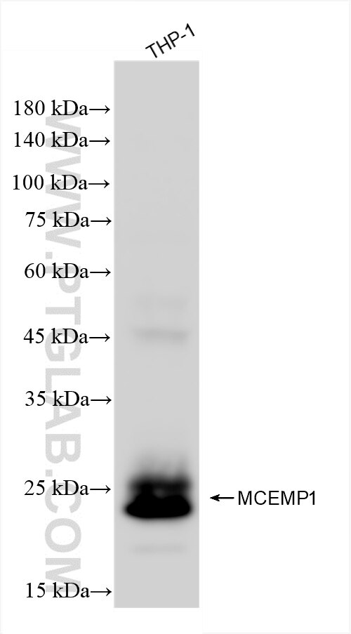 Western Blot (WB) analysis of THP-1 cells using C19orf59 Recombinant antibody (86266-1-RR)