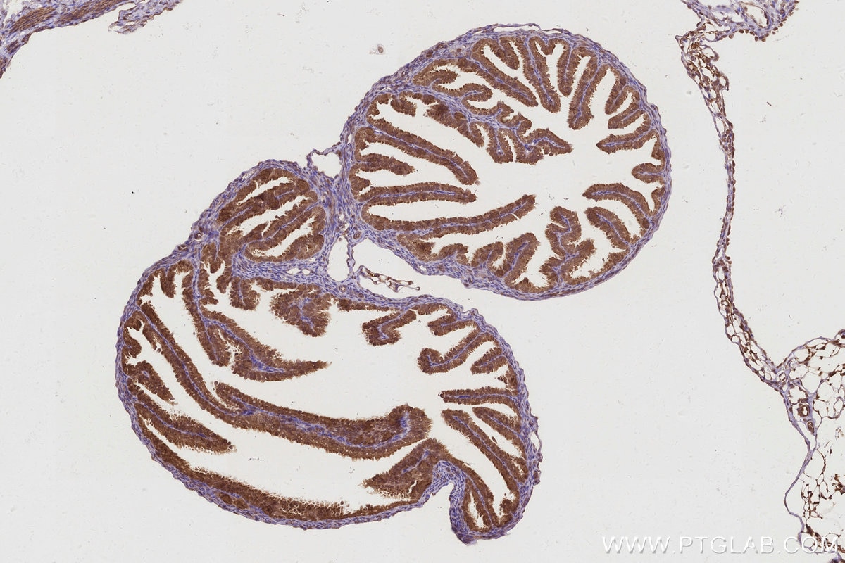 Immunohistochemistry (IHC) staining of mouse ovary tissue using MERIT40 Polyclonal antibody (27926-1-AP)